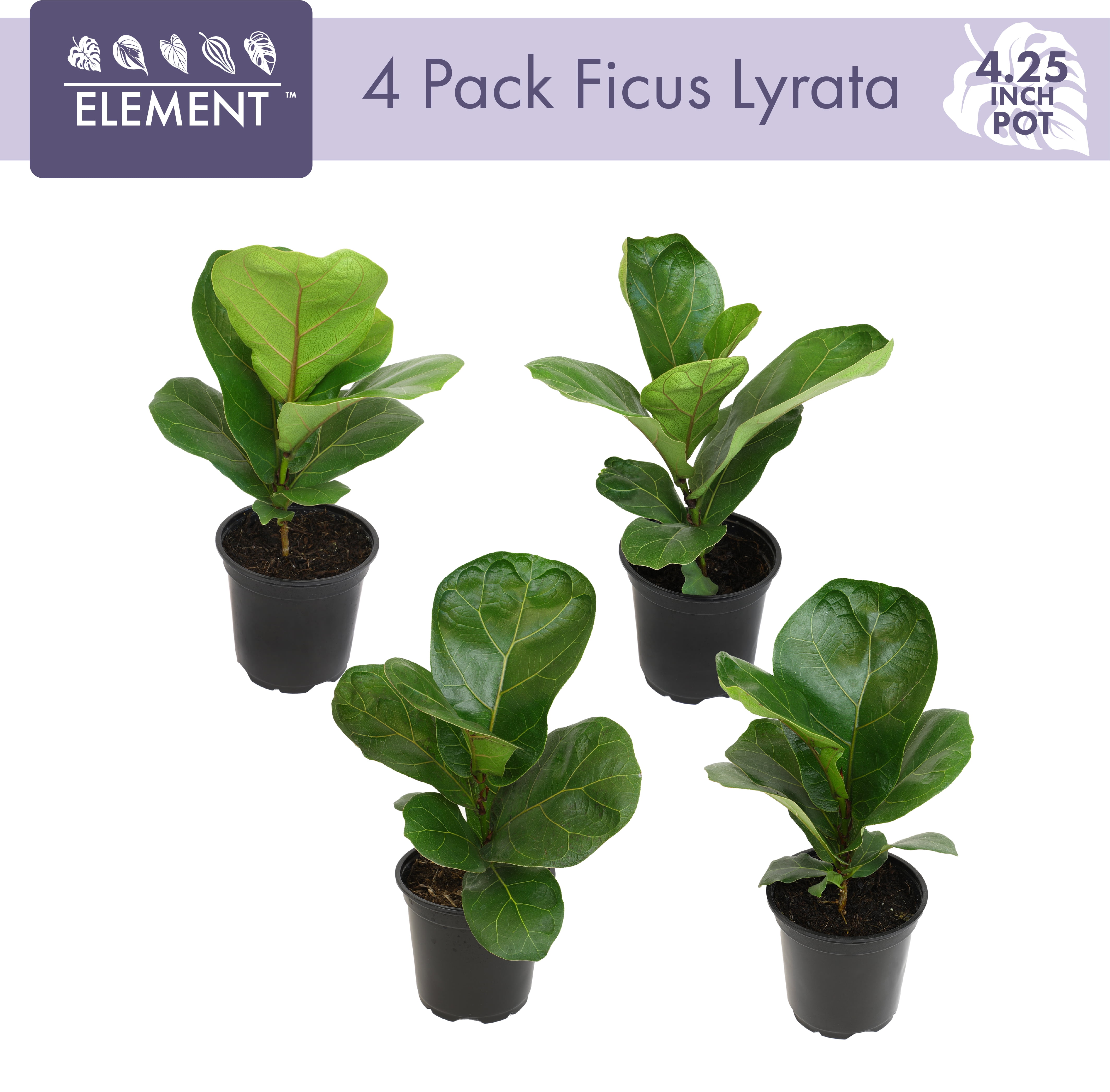 ELEMENT BY ALTMAN PLANTS 4 PACK OF 4.25" Ficus Lyrata Fiddle Leaf Fig Plant, House Plants Indoors Live Ficus Tree Live Plant, Fig Trees Live Plants Indoor Live Houseplants Fig Plants Live Planter Pot