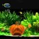 thumbnail image 5 of Casa Calabaza Ganfancp de Halloween Lagarto Cangrejo Ermitaño Hexagonal Escondite Acuario, 5 of 6