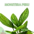 thumbnail image 2 of Monstera Peru, 4 inch, Monstera Karstenianum, Marble Planet Philodendron, Epipremnum pinnatum, 2 of 8