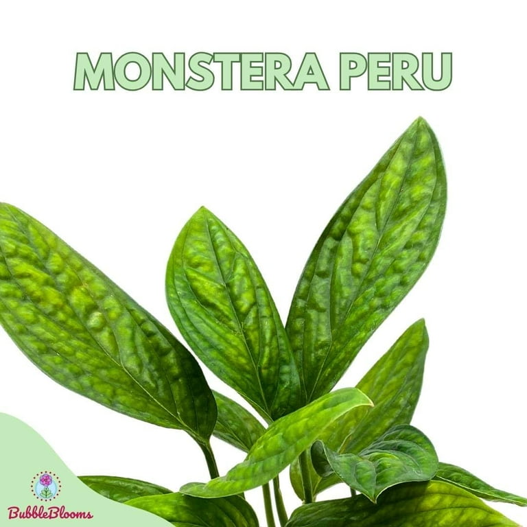 Monstera Peru, 4 inch, Monstera Karstenianum, Marble Planet Philodendron,  Epipremnum pinnatum - Walmart.com