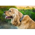 thumbnail image 7 of Mighty Paw Neoprene Padded Dog Collar, Sports Collar with Reflective Stitching, Extra Comfort for Active Dogs, 7 of 7