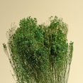 thumbnail image 4 of Raw Sola Wood Flowers - Centerpiece/Vase/Pot/Bouquet Fillers - -Broom Bloom Green, 4 of 6
