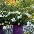 thumbnail image 4 of Double Mint Gardenia Live Flowering Shrub – 2 Gallon Potted Plant, Fragrant Double White Blooms, Evergreen Landscape Gardenia, 4 of 6