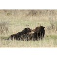 thumbnail image 2 of Peaco, Jim 18x13 Black Modern Framed Museum Art Print Titled - Grizzly Sow Nursing Cubs near Fishing Bridge, Yellowstone National Park, 2 of 4