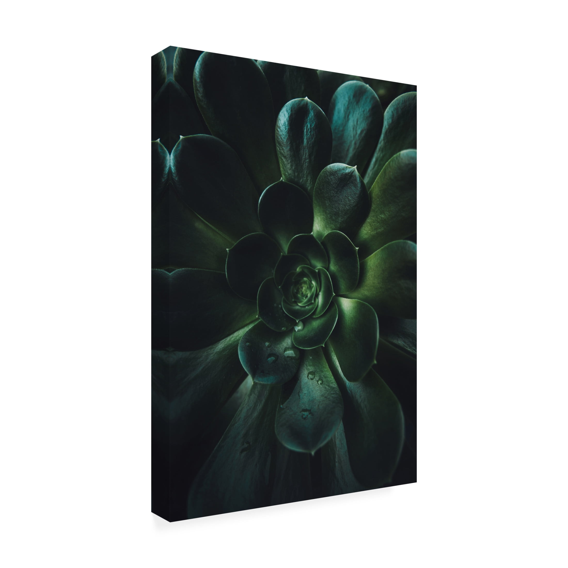 Trademark Fine Art Tim Mossholder Succulent Canvas Wall Art