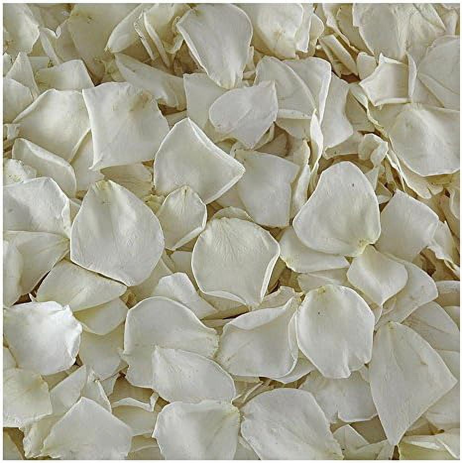 Cream Ivory Rose Petals. 1100 Petals 30 CupsPreserved FreezeDried Rose Petals. Wedding Rose