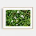 thumbnail image 2 of Morning Glory Blooms in Halifax PA - Halifax Pennsylvania Photography Flowers Botanical Garden Floral Nature Summer Unframed Wall Art Print 4 x 6 inches, 2 of 7