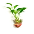 thumbnail image 1 of huanledash Hydroponic Vase Flower Water Drop Heart Shape Transparent Wall Hanging Glass Flower Vase Terrarium Wall Fish Tank Aquarium Container Home Decor, 1 of 8