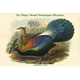 thumbnail image 1 of Lophophorus L'Huysi - De l'Huys' Monal Himalayan Pheasant-Fine Art Canvas Print (20" x 30"), 1 of 1
