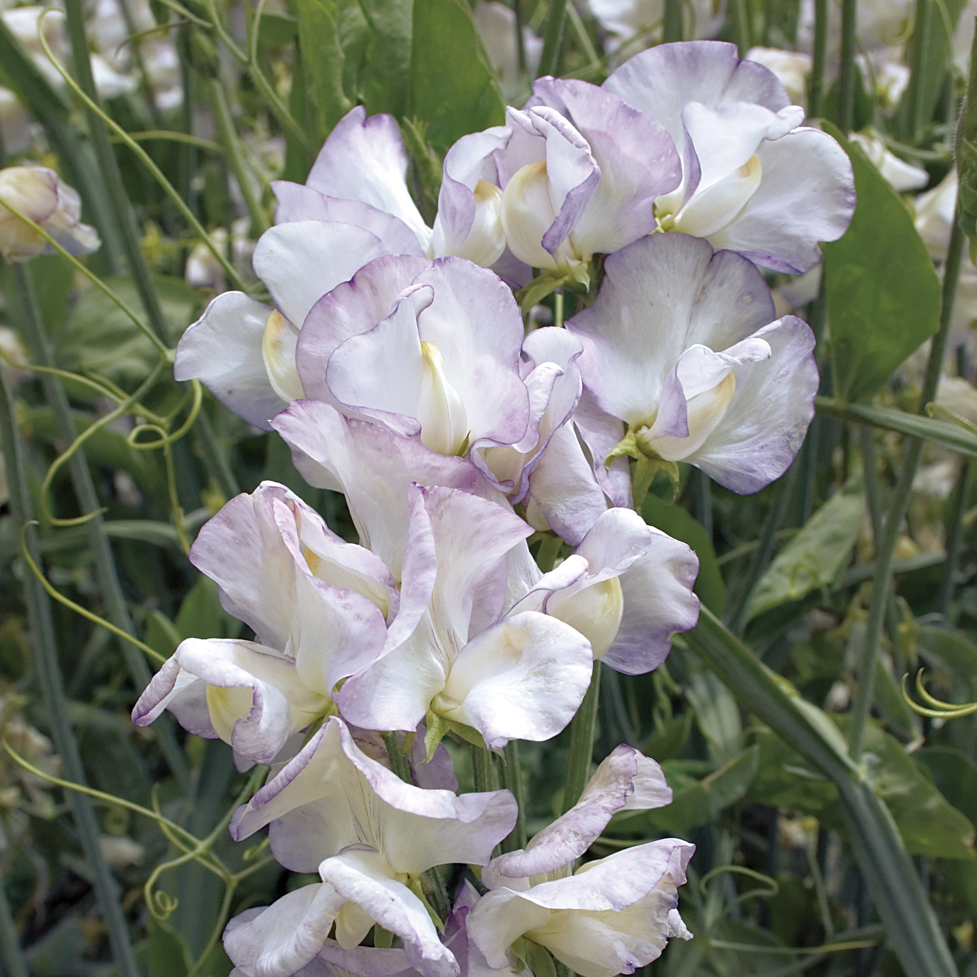 Burpee Fragrant 3 Sweet Pea Flower Seeds, Excellent Cut Flowers