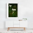 thumbnail image 2 of onion flowers on green stems - Carmel Valley California Photography Flowers Floral Botanical Nature Garden Scenic Minimalist White Framed Wall Art Print 20 x 30 inches, 2 of 3