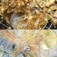 thumbnail image 4 of Glitter Flake Foil Chips Nail Art Paper Sheet DIY Crafts Epoxy Filling Material Decorating Accessories, 4 of 4
