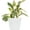 Ginny, variant on Peperomia Hope - Live Starter Plant in a 2 Inch Pot - Peperomia Rotundifolia - Rare and Elegant Indoor Houseplant