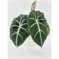 thumbnail image 6 of Alocasia Black Velvet - Live Air-Purifying Indoor Plant in Nursery Pot – Easy Care, Low Maintenance Houseplant for Home & Office Decor, Natural Air Cleaner, Best for Beginners (6"Pot), 6 of 10