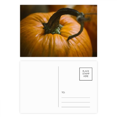 thumbnail image 1 of Calabaza fresca imagen naturaleza fotografía Set cumpleaños gracias tarjeta postal correo lado 20pcs, 1 of 3