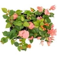 thumbnail image 5 of 12 James Walker Bougainvillea, Live Plants – Fast-Growing Tropical Vine, Thriving in 2.5" Nursery Cubes, 5 of 7