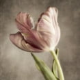 thumbnail image 2 of Poinski, Dianne 20x20 White Modern Wood Framed Museum Art Print Titled - Pink Tulip 2, 2 of 4