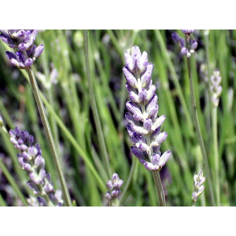 150 Portuguese SPIKE LAVENDER Lavandula Latifolia syn. Spica Broadleaved Fragrant Blue Purple Flower Herb Seeds