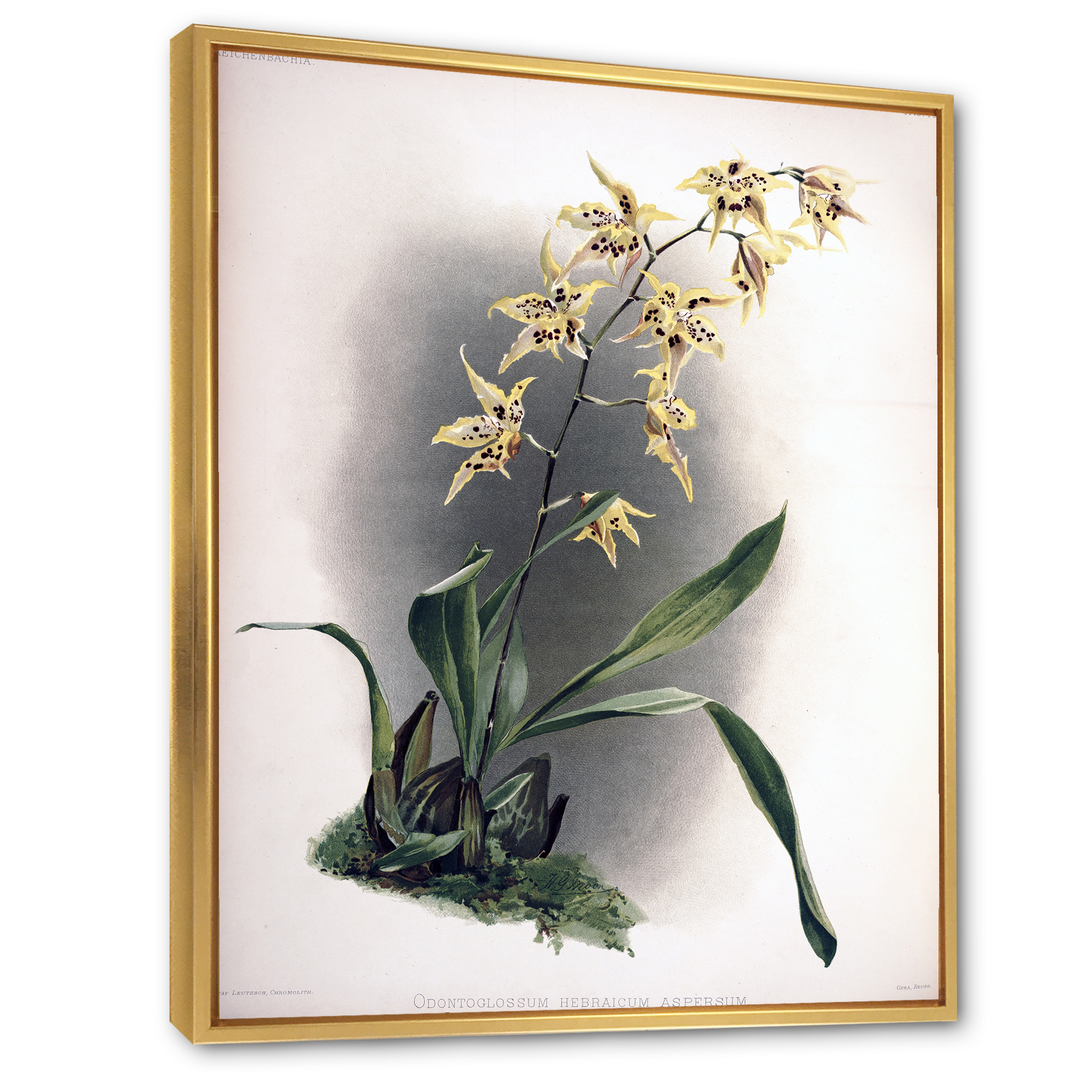 Ancient Orchid Flower 24 in x 32 in Framed Painting Canvas Art Print, by Designart