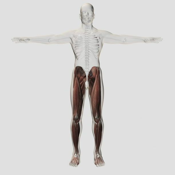 Male muscle anatomy of the human legs, anterior view Poster Print