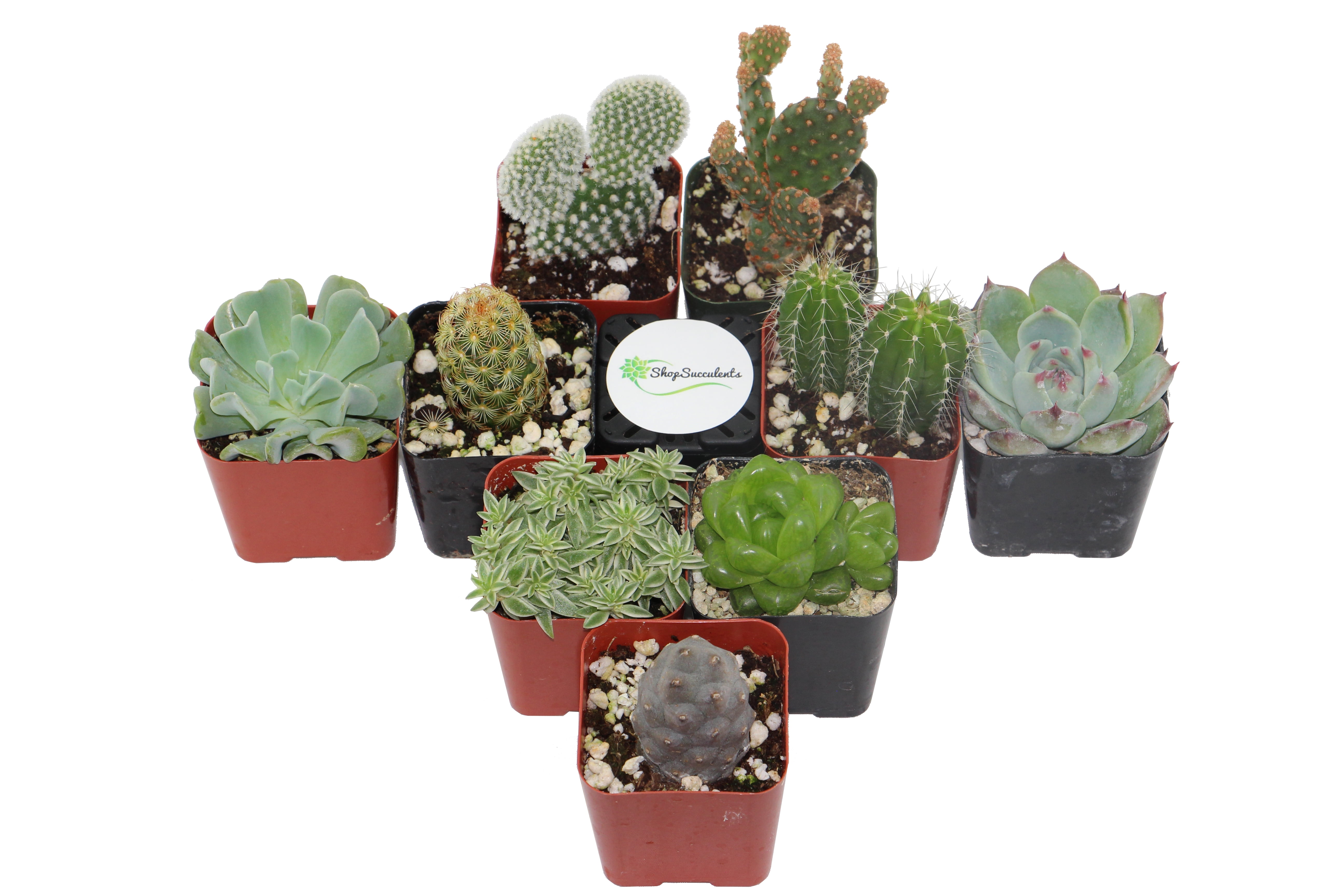 Wellhome lot de 12 cactus artificiels pot en céramique, 15 x 5 x 5 cm