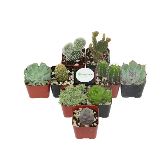 Home Botanicals Cactus and Succulent (Collection of 9)
