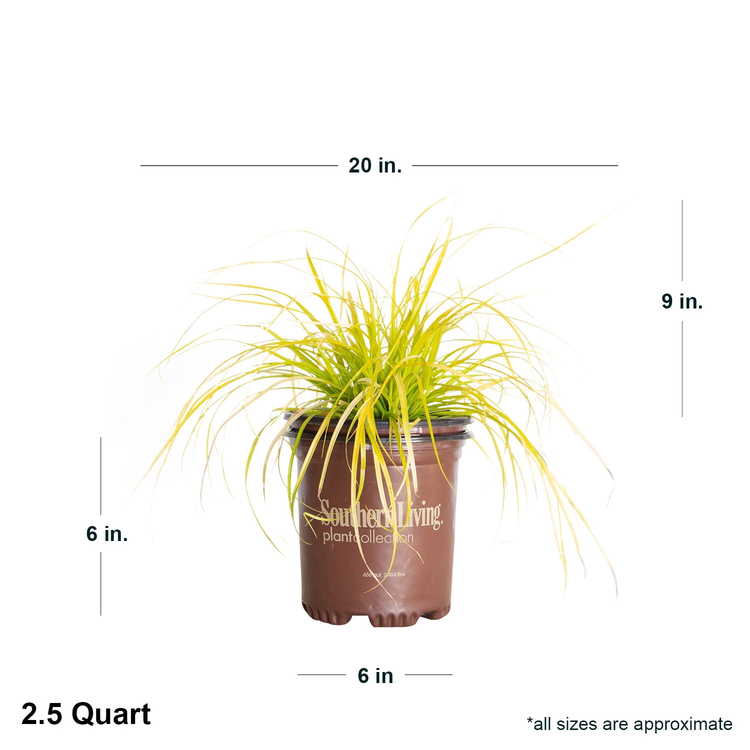 Southern Living EverColor Everillo Carex 'Sedge' Live Shrub in 2.5-Quart Grower Pot