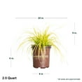 thumbnail image 2 of Southern Living EverColor Everillo Carex 'Sedge' Live Shrub in 2.5-Quart Grower Pot, 2 of 8