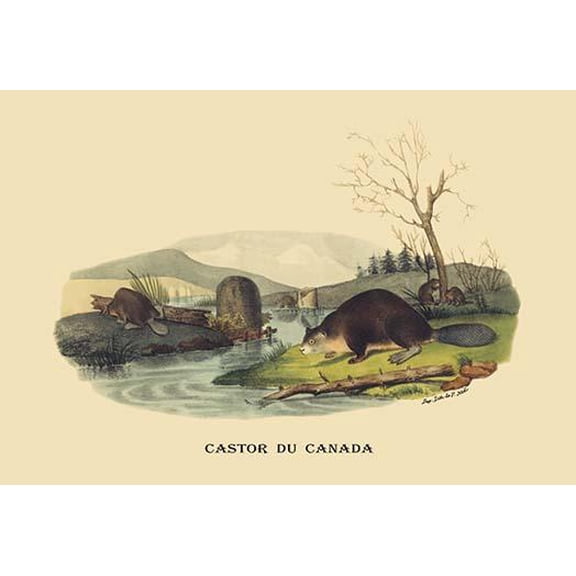 Castor du Canada (Beaver)-Fine Art Canvas Print (20" x 30")