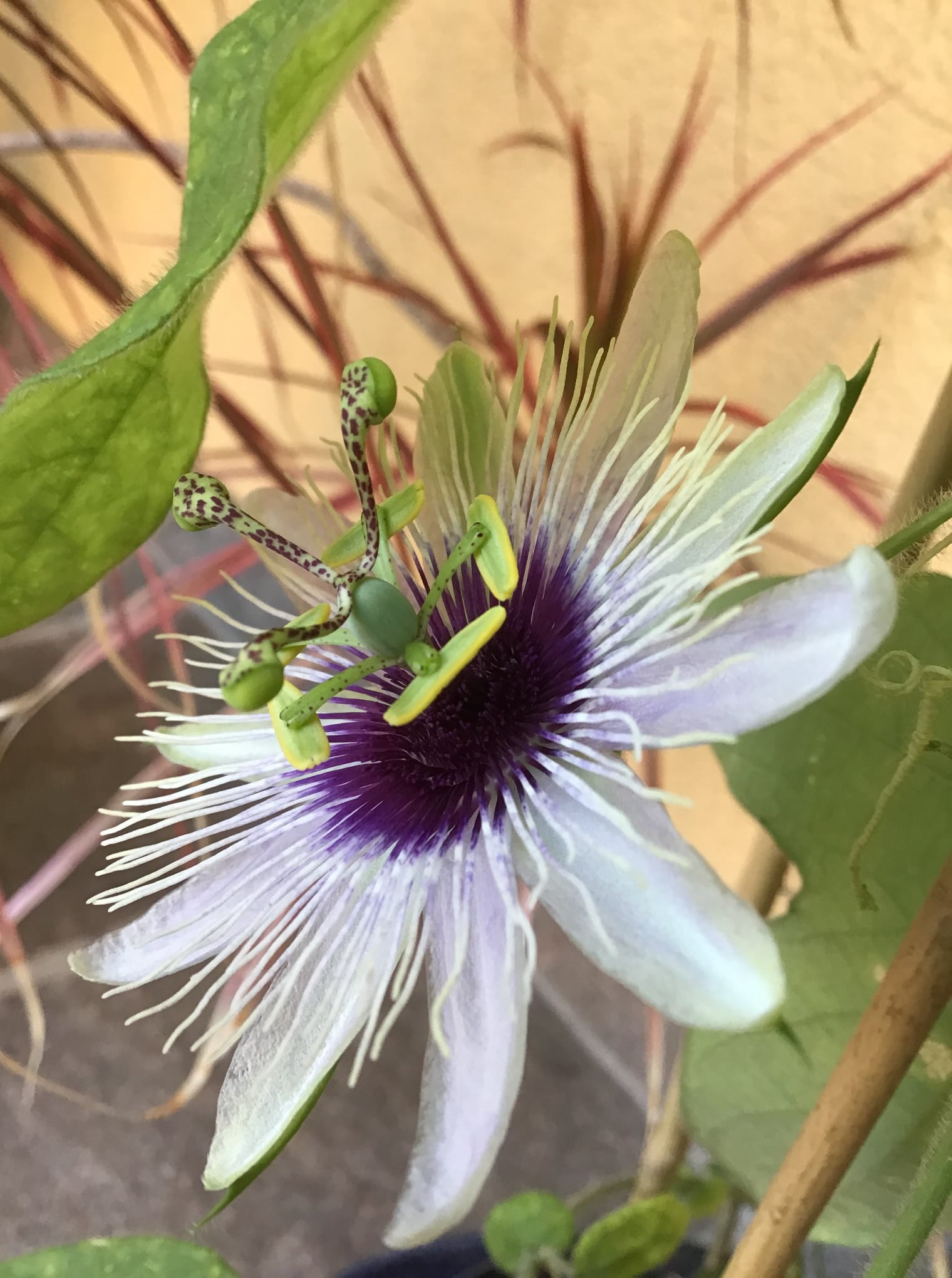 Passiflora “Bounty” – COLD HARDY Passion Fruit Plant – Live Plant