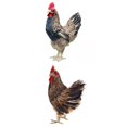thumbnail image 1 of 2pcs Animal Hen Lifelike Chicken Statue with Feather Garden Yard Indoor Decoration Art, 1 of 6