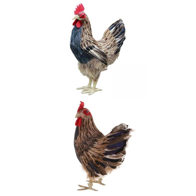 2pcs Animal Hen Lifelike Chicken Statue with Feather Garden Yard Indoor Decoration Art