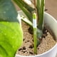 thumbnail image 2 of Medidor de Humedad del Suelo para Plantas de Interior (5 Unidades), Ideal para Plantas en Maceta de Interior (Grande), 2 of 5