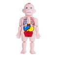 thumbnail image 2 of figatia Human Body Model Realistic Educational Toy DIY Toy 3D Human Body Torso Model for, 2 of 9