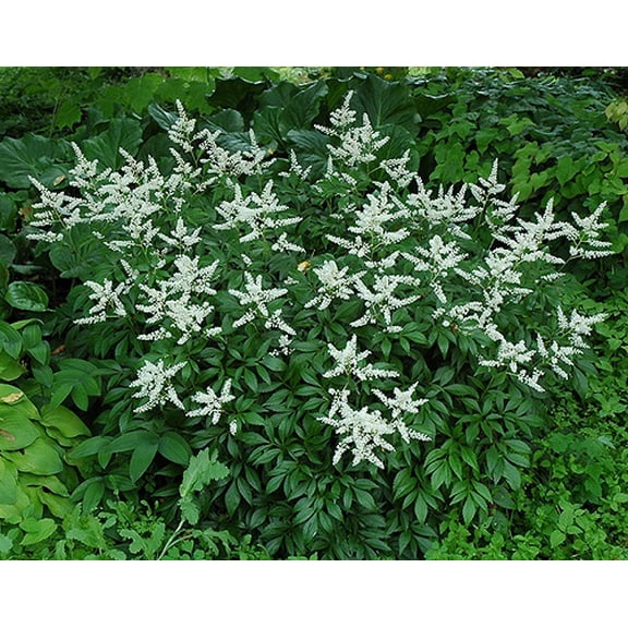 Bridal Veil Astilbe - Shade Perennial - False Spirea - Live Plant - Gallon Pot