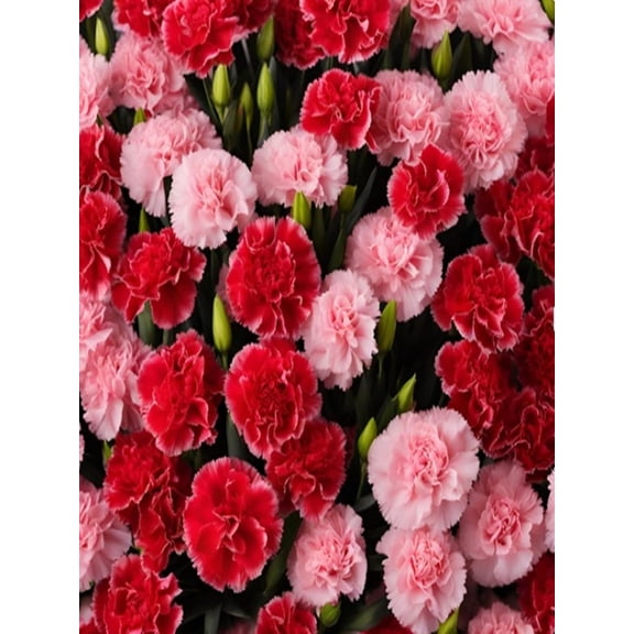KaBloom: 100 Red and Pink Carnation, Next-Day Delivery, Gift for Every Occasion.