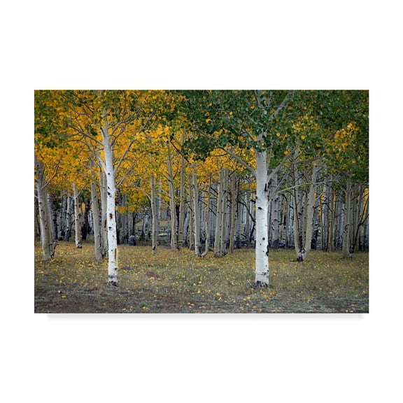 Trademark Fine Art 'Dixie Forest, Ut' Canvas Art by J.D. Mcfarlan