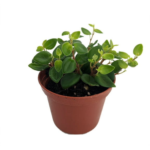 Rare PepperSpot Peperomia - 2.5" Pot - Easy House Plant