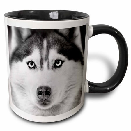 3dRose Siberian husky, Two Tone Black Mug, 11oz (Best Dry Food For Siberian Husky)