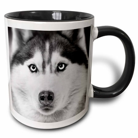 Huskies Cups - 3dRose Siberian husky, Two Tone Black Mug, 11oz