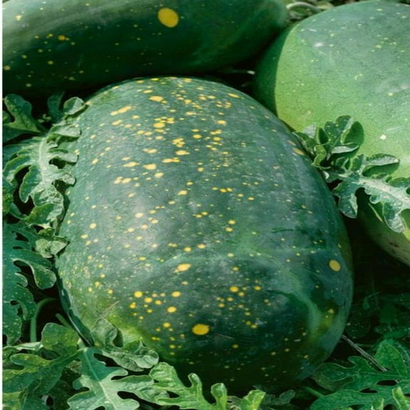 PAPAW'S GARDEN SUPPLY LLC. HELPING THE NEXT GENERATION GROW! Moon and Stars Red Heirloom Watermelon 20 Seeds