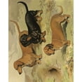 thumbnail image 2 of Shaw, Vero 20x24 White Modern Wood Framed Museum Art Print Titled - Dachshunds, 2 of 4