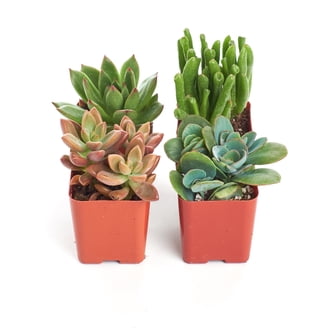 Shop Succulents Assorted Real Live Succulent Collection (Pack of 20) -  Walmart.com