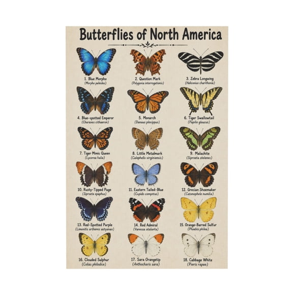 Vintage Butterfly Educational Canvas Wall Art For Homeschool Classroom And Playroom 12*18in