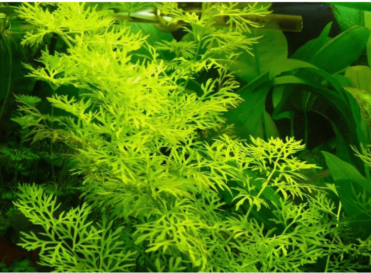 Water Sprite (Ceratopteris siliquosa) Live Aquarium Plant – Easy Freshwater Plant for Planted Tanks