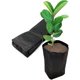 thumbnail image 1 of 200 bolsas para vivero de plantas, contenedor de plástico para plántulas para árboles frutales, flores, retoños iniciales, cultivo de plantas (3,5 "x 6,6"), 1 of 5