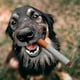 thumbnail image 4 of Interactive Giggles Stick Dog Toy, Cigarette Dog Toy, Squeaky Cigar Toys, 4 of 5