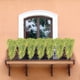 thumbnail image 4 of Ratán vegetal verde colgante artificial | Enredadera decorativa de pared realista | Plástico, 80 cm de largo | No requiere mantenimiento | Decoración interior para el salón, dormitorio, oficina, 4 of 7
