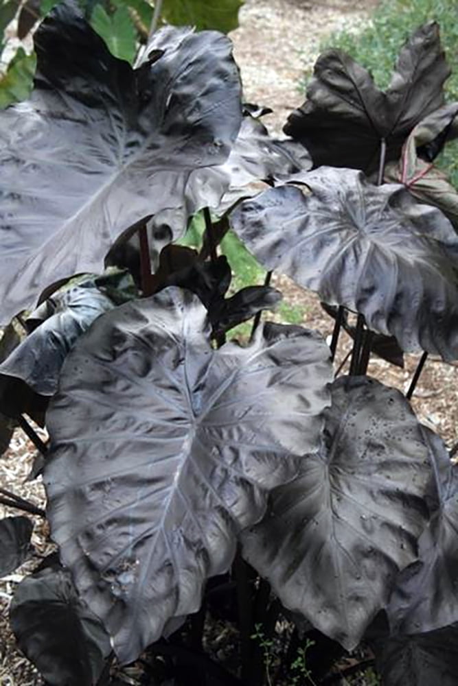 Royal Hawaiian® Black Coral Elephant Ear Plant Colocasia 4" Pot