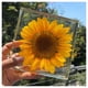 thumbnail image 5 of Flores Secas Zulema Naturales Prensadas Decoración Girasol Regalos de Navidad Artes hechas a mano de resina de girasol, 5 of 8